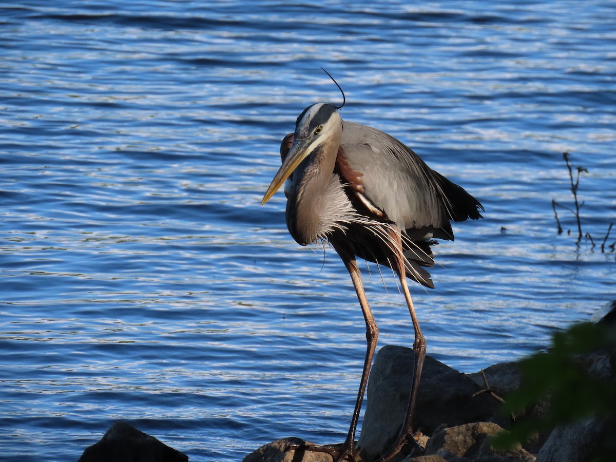 Great Blue Heron - ML618089472