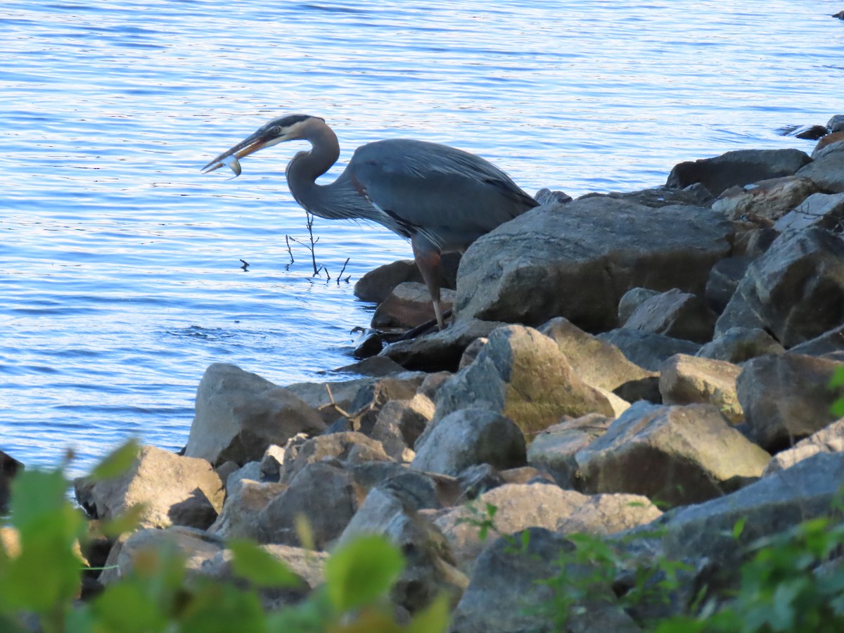 Great Blue Heron - ML618089482
