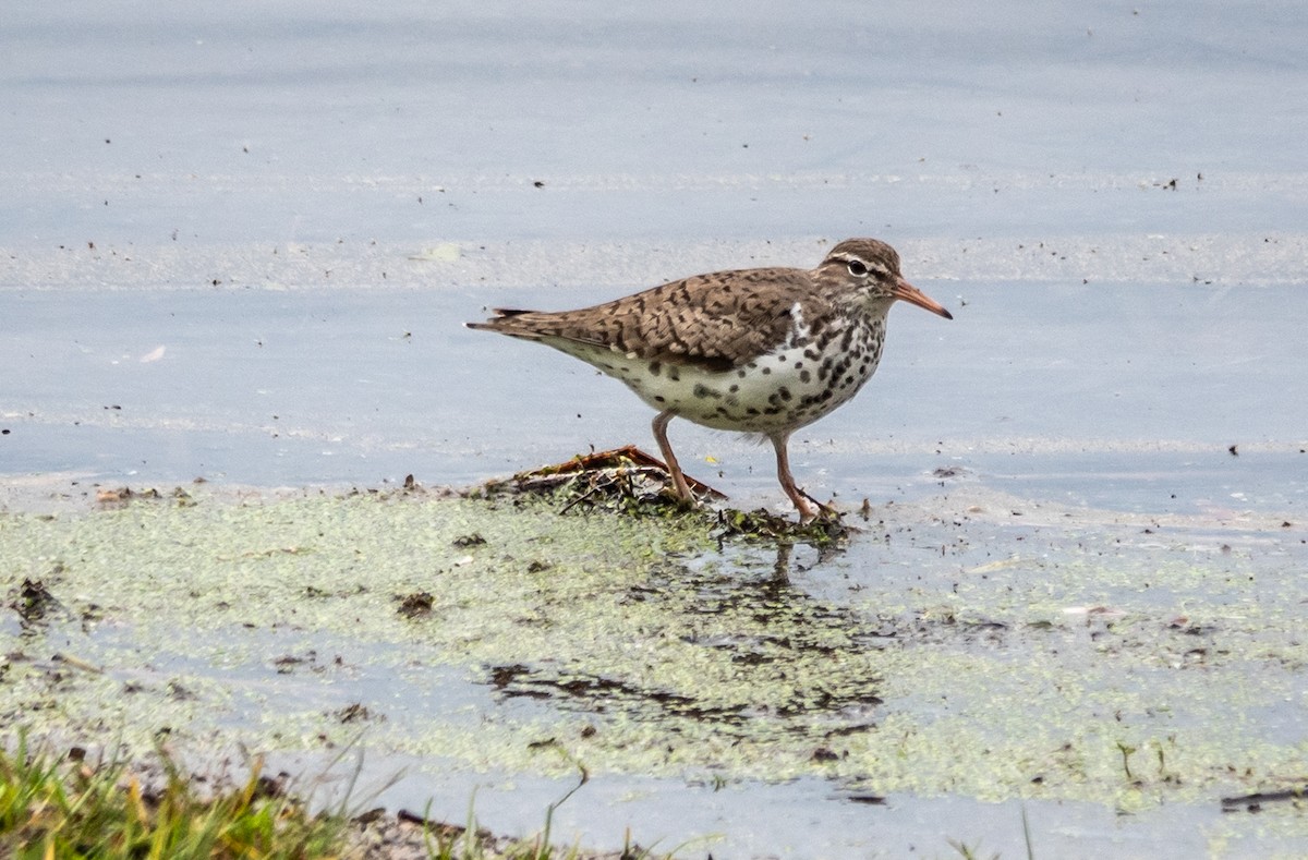 Spotted Sandpiper - Gale VerHague
