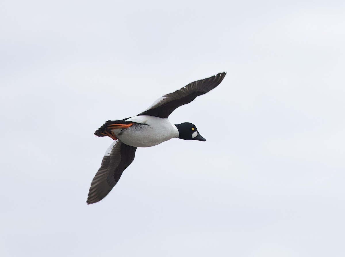 Common Goldeneye - Michel Proulx