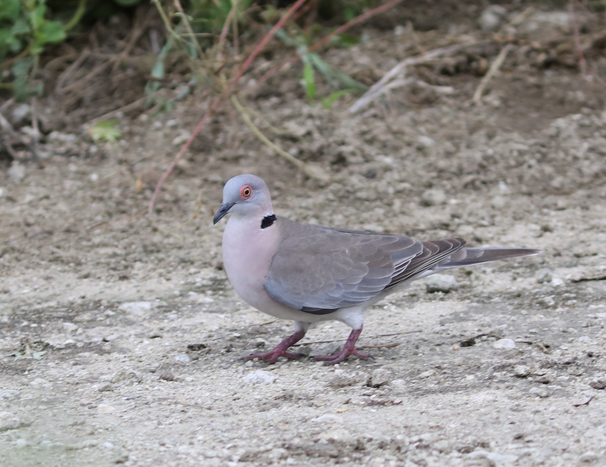 Mourning Collared-Dove - Rohan van Twest