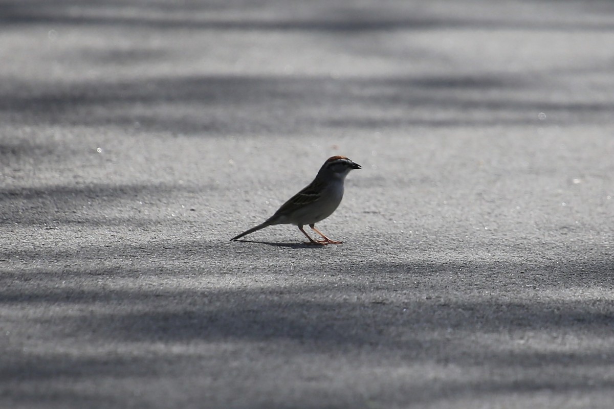 Chipping Sparrow - Emma Herald and Haley Boone