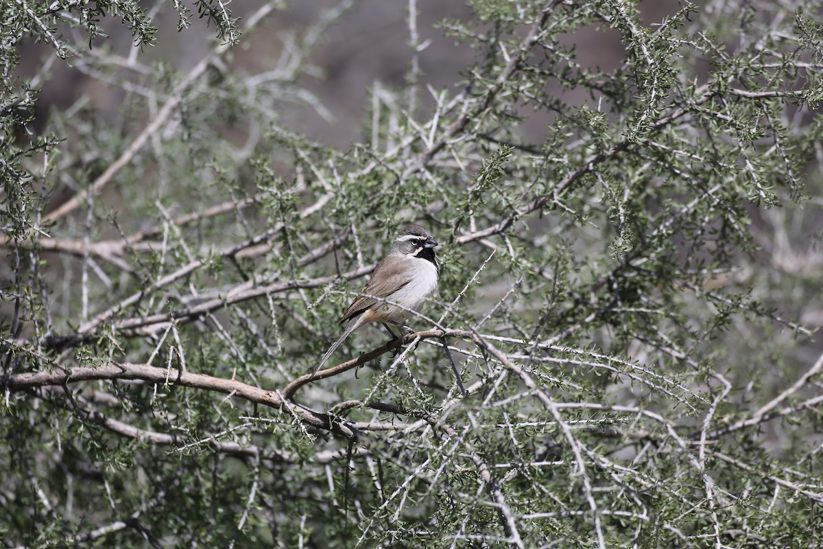 Black-throated Sparrow - ML618089569