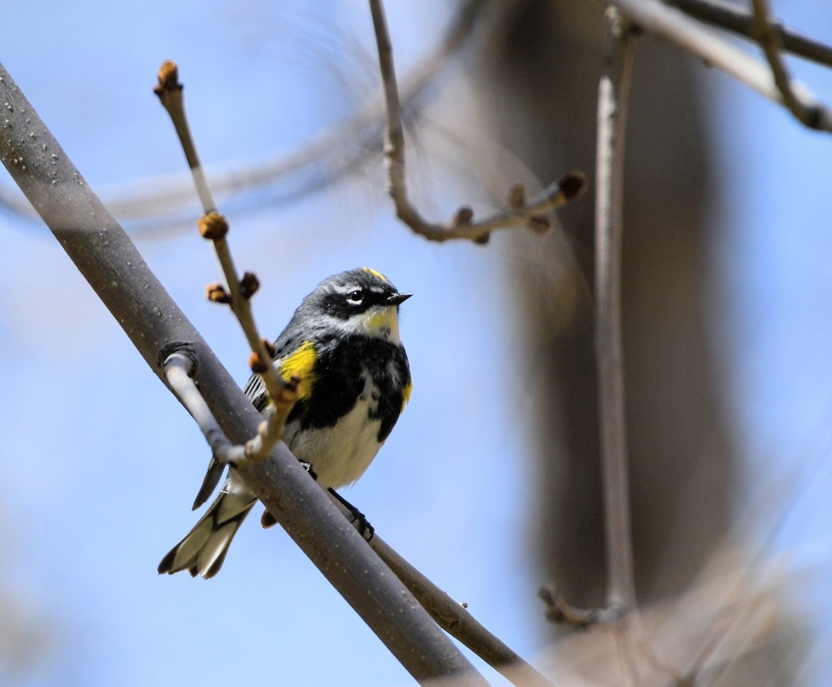 Yellow-rumped Warbler - Jeff Gardner