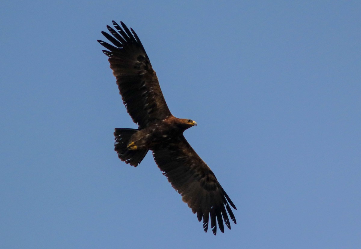 Indian Spotted Eagle - Samim Akhter