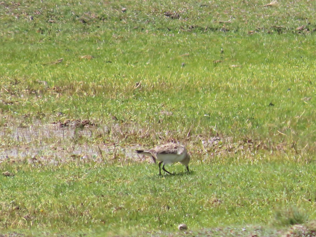 Baird's Sandpiper - Clarissa Chipman