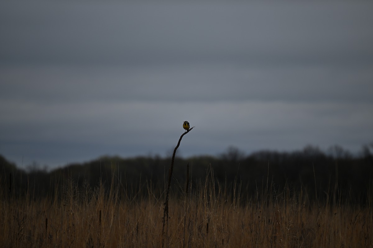 Eastern Meadowlark - Andrew Longtin