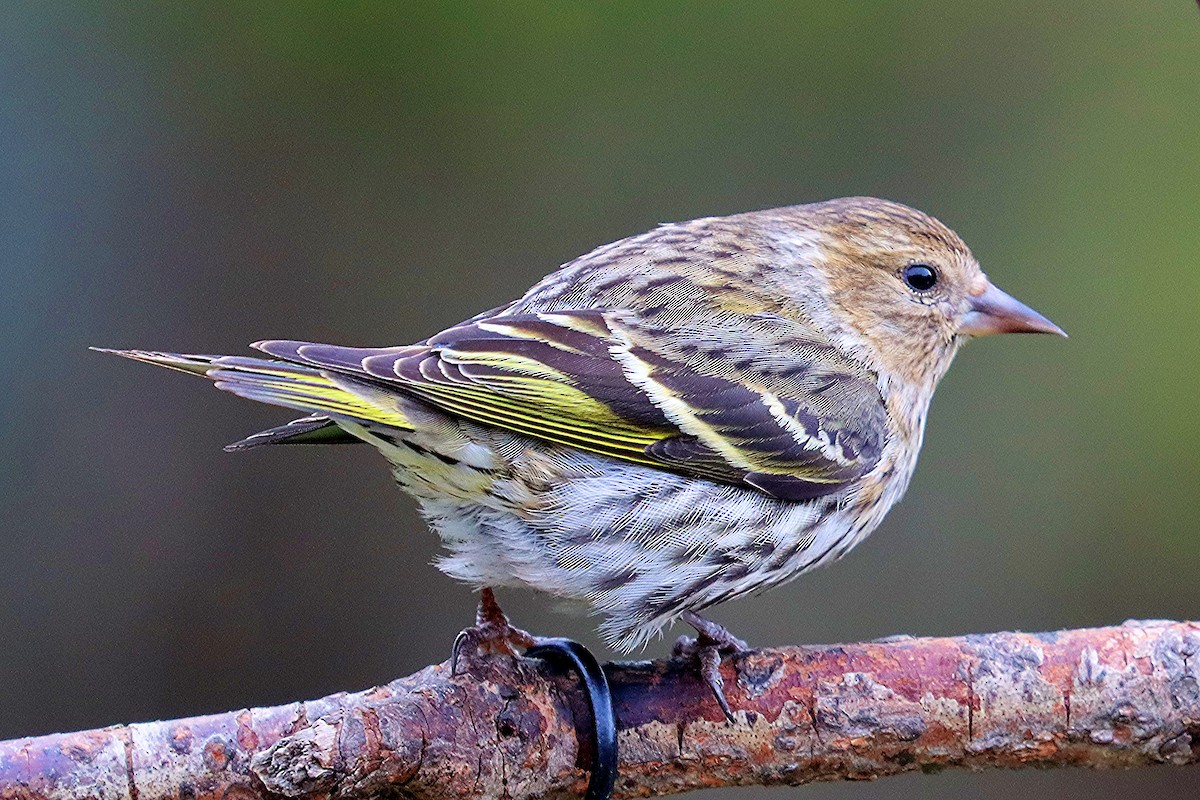 Pine Siskin - Ron and Linda (Tozer) Johnston