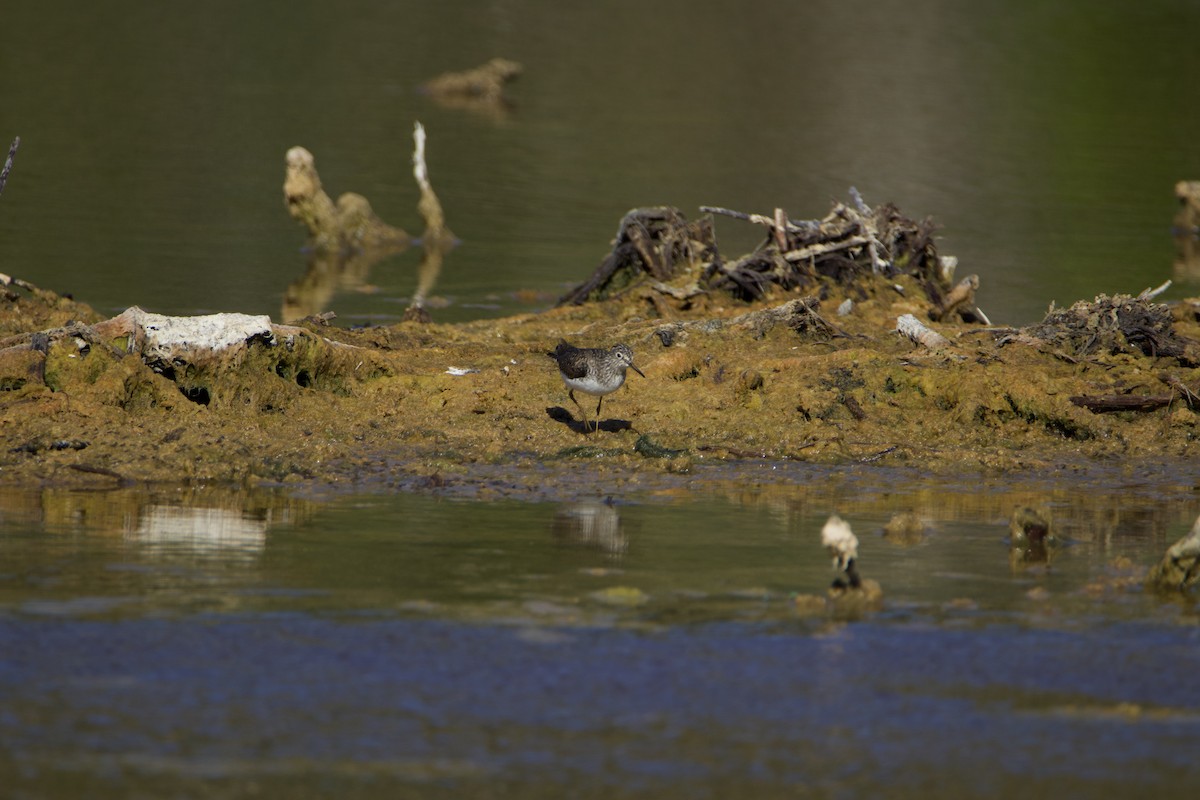 Solitary Sandpiper - Yohn Villalta