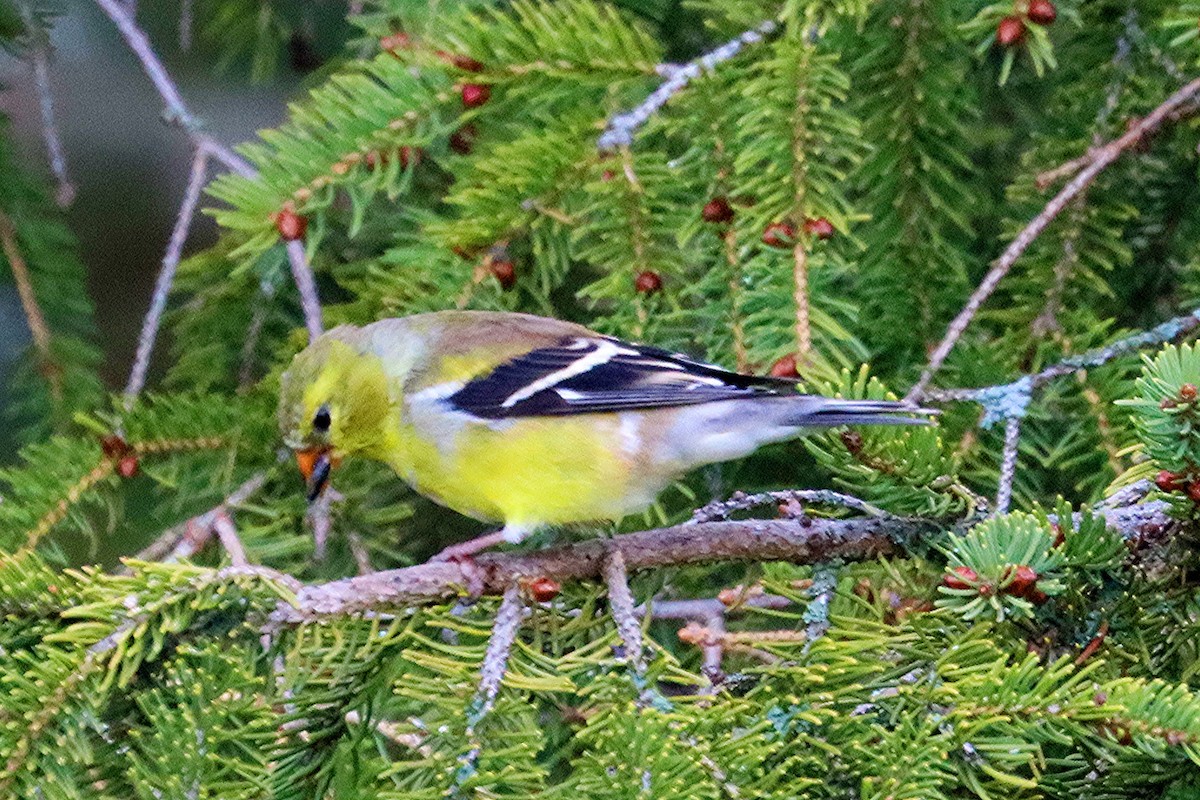 American Goldfinch - Ron and Linda (Tozer) Johnston