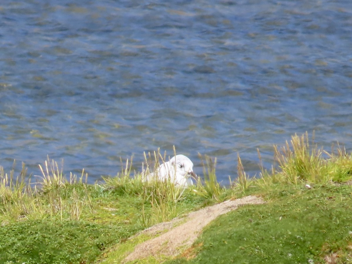 Andean Gull - ML618089670