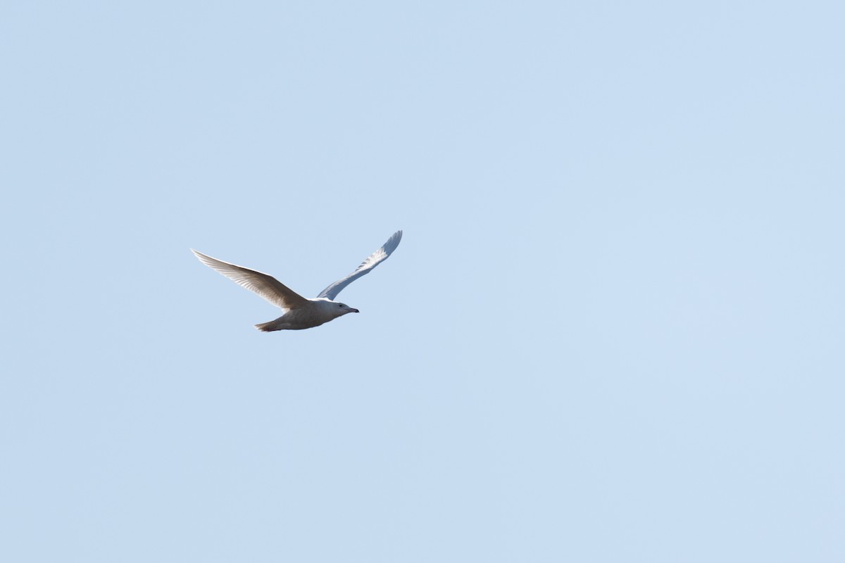 Glaucous Gull - Emma Price