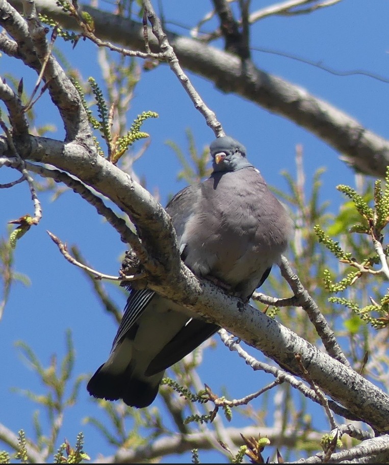 Common Wood-Pigeon - ML618089677