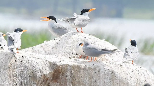 River Tern - ML618089678