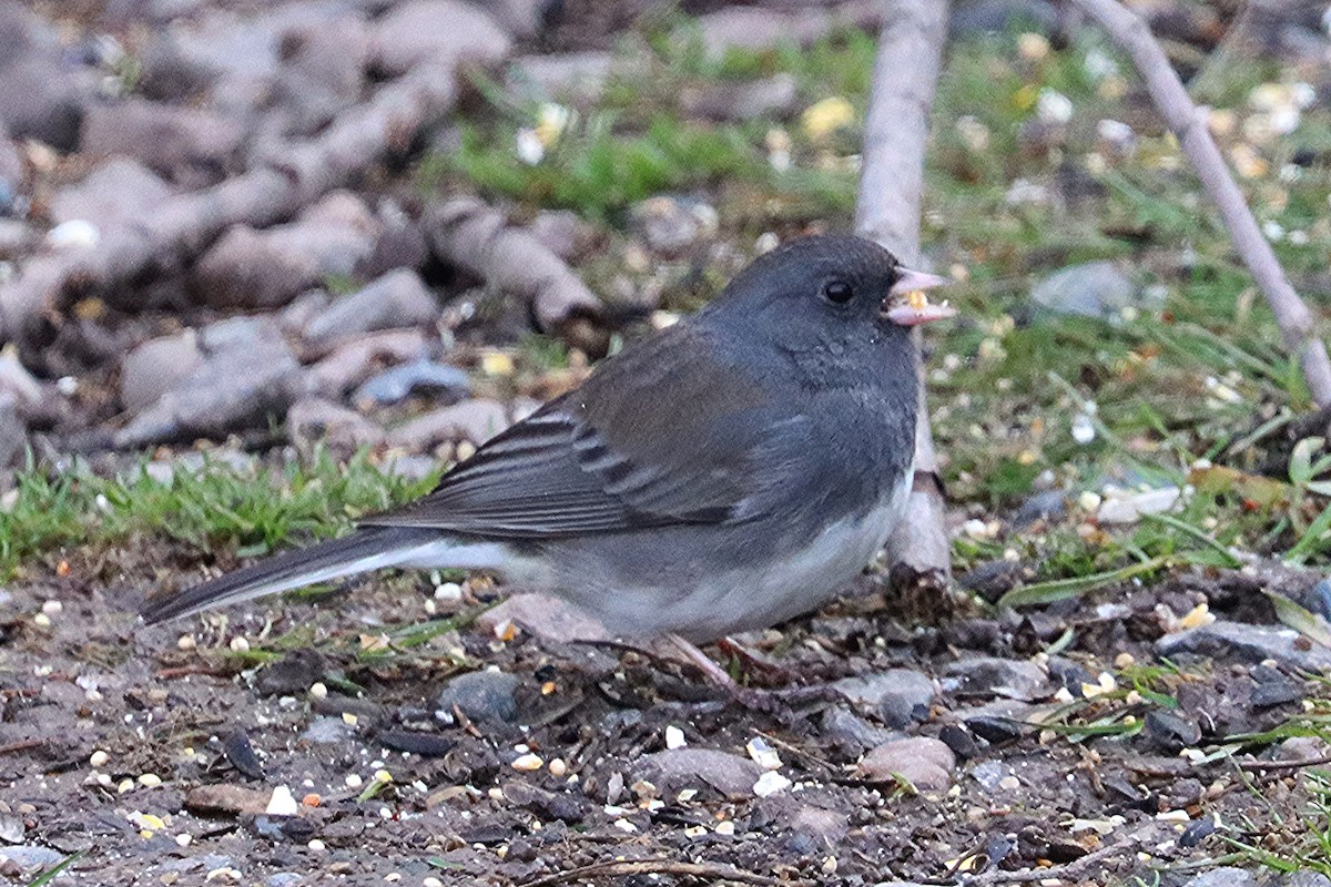 Dark-eyed Junco - Ron and Linda (Tozer) Johnston