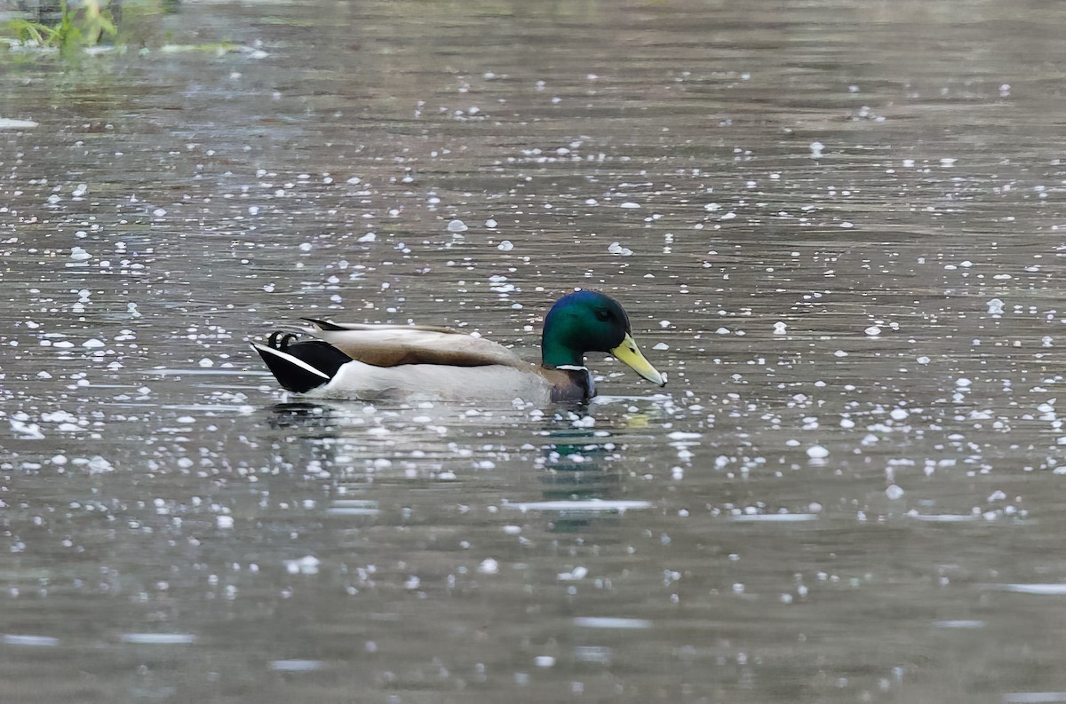 Mallard - ML618089698