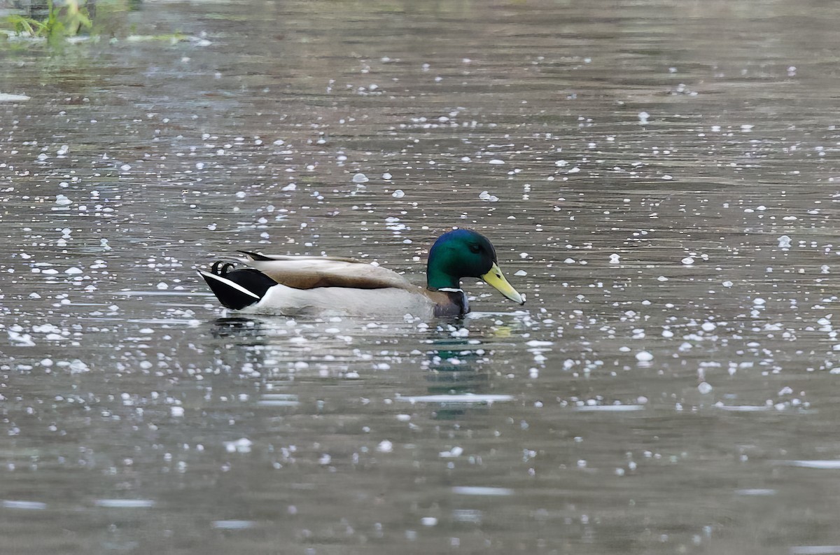 Mallard - Michel Proulx