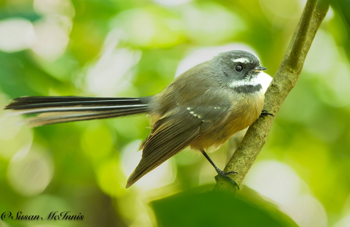 New Zealand Fantail - Susan Mac