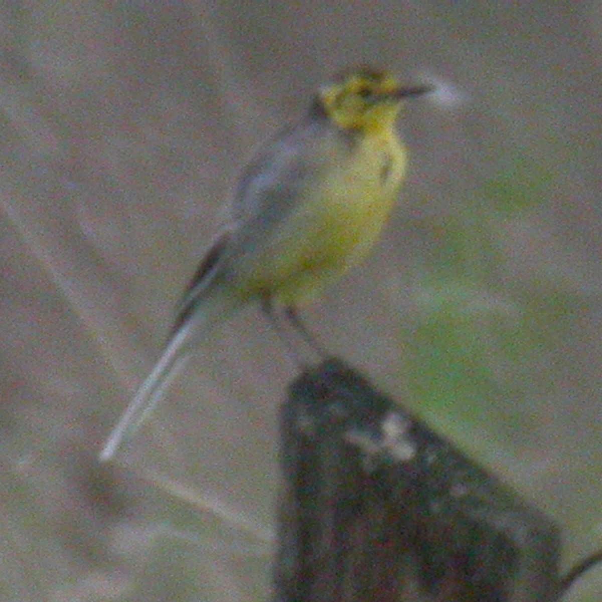 Citrine Wagtail - Tim Harrop