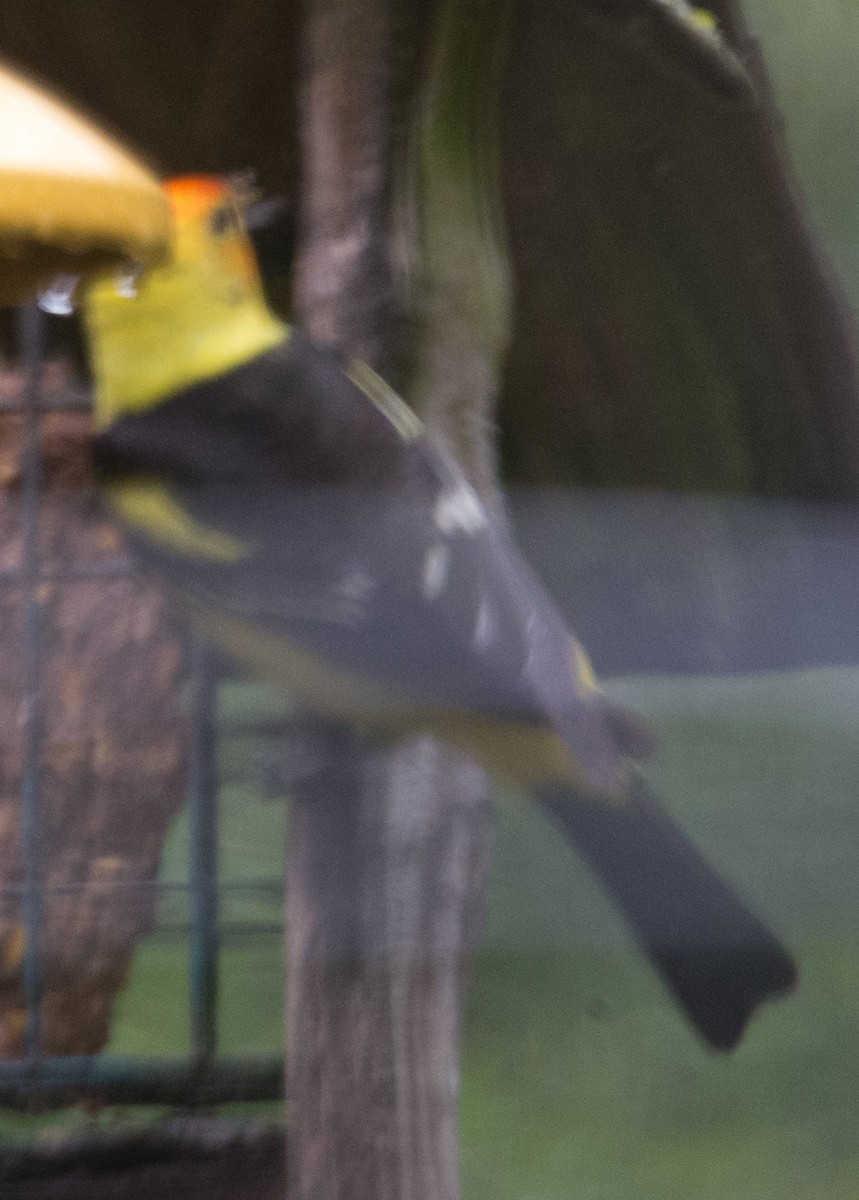 Western Tanager - ML618089707