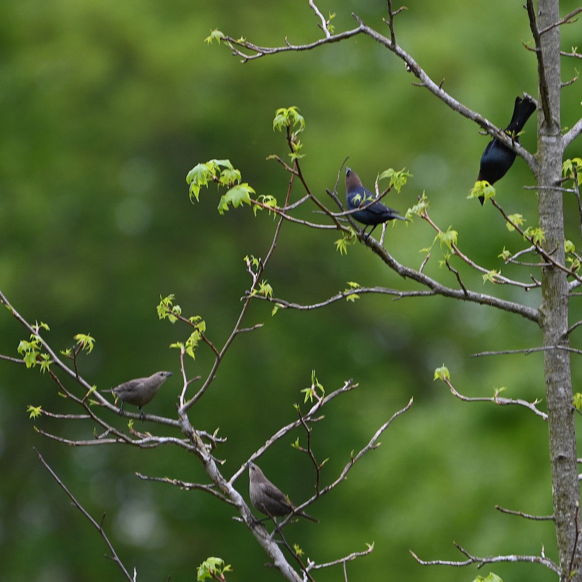 Brown-headed Cowbird - Chad Ludwig