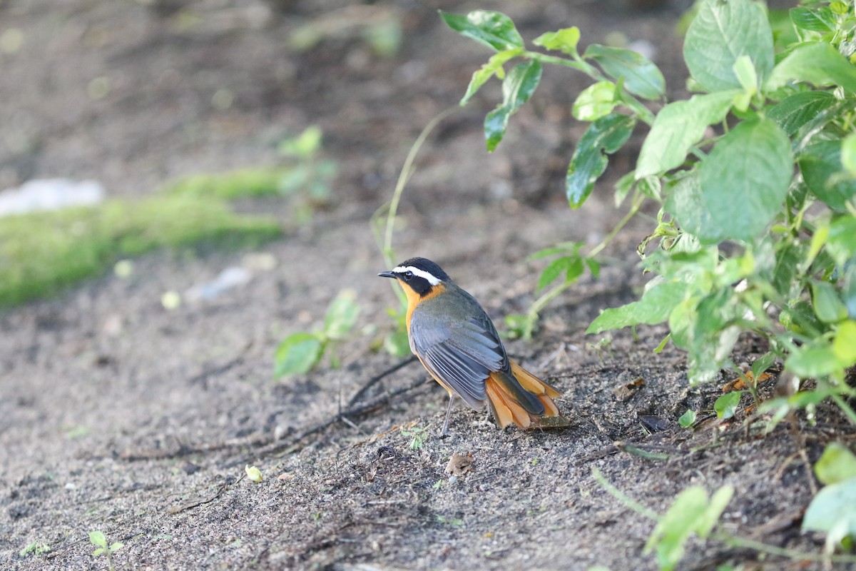 White-browed Robin-Chat - ML618089742