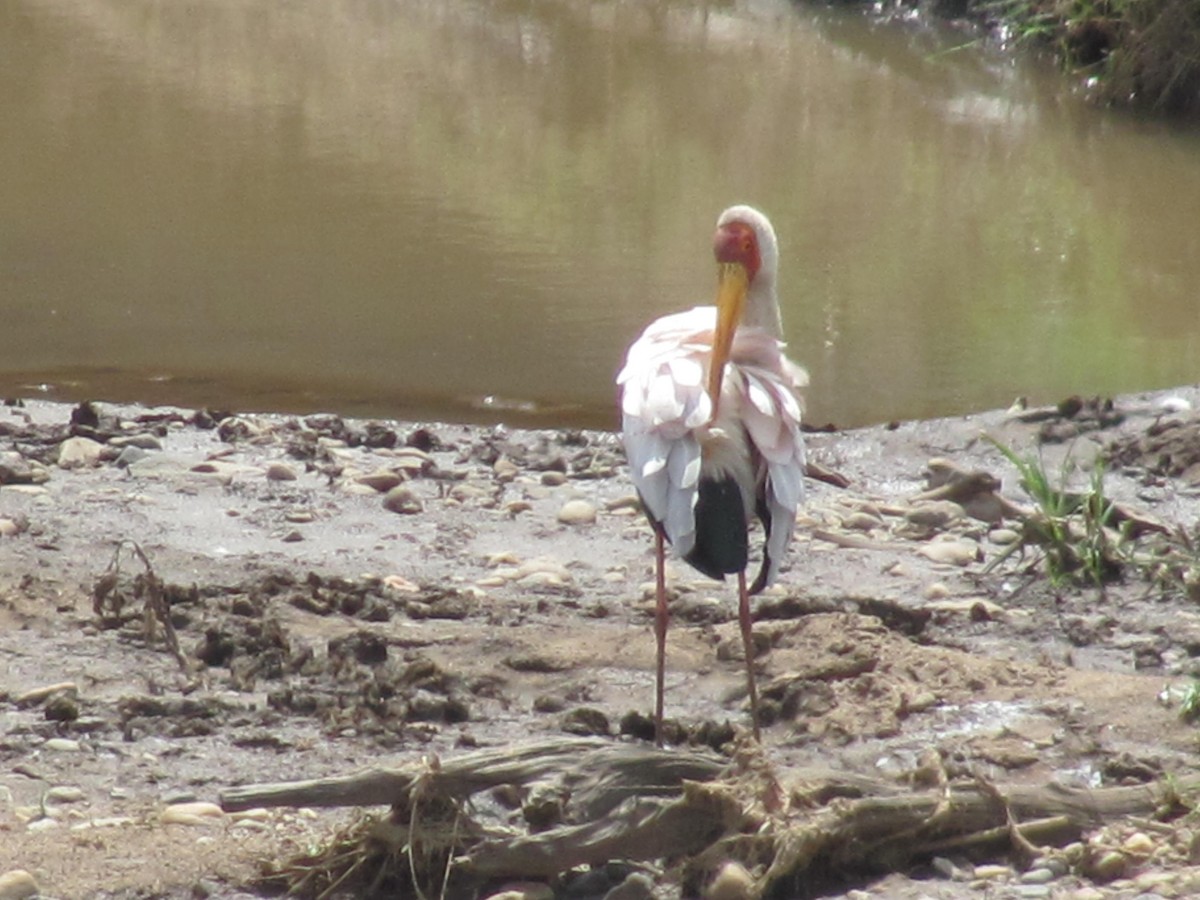 Yellow-billed Stork - Marco Costa