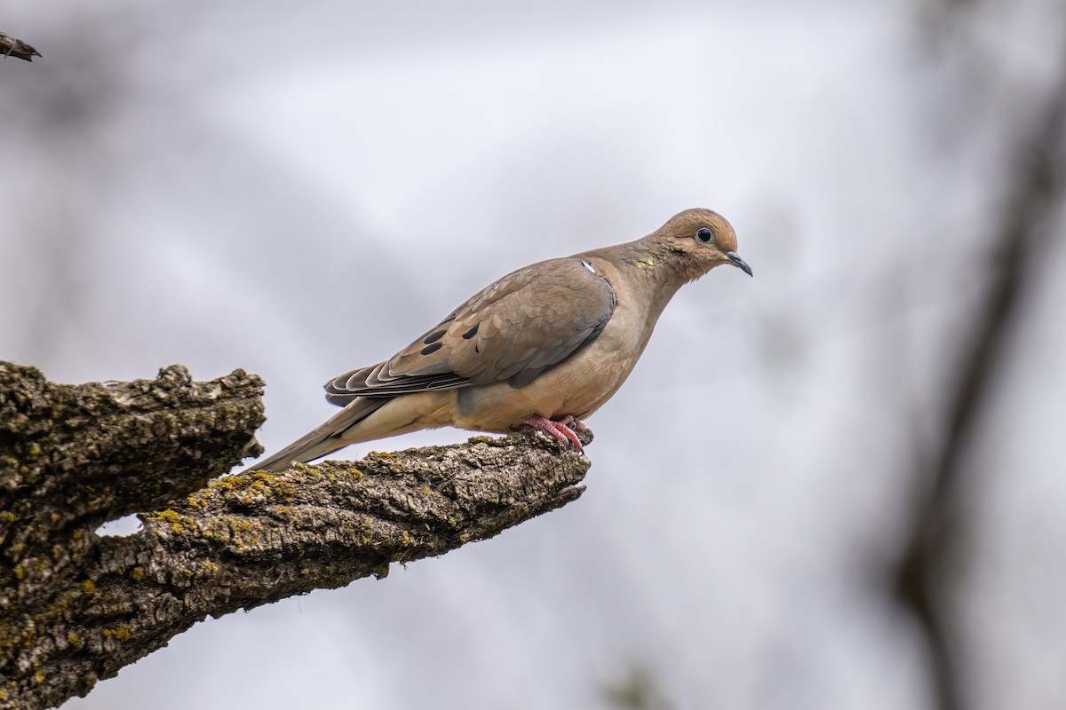 Mourning Dove - Matt Saunders