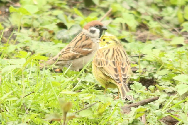 Yellowhammer - ML618089774