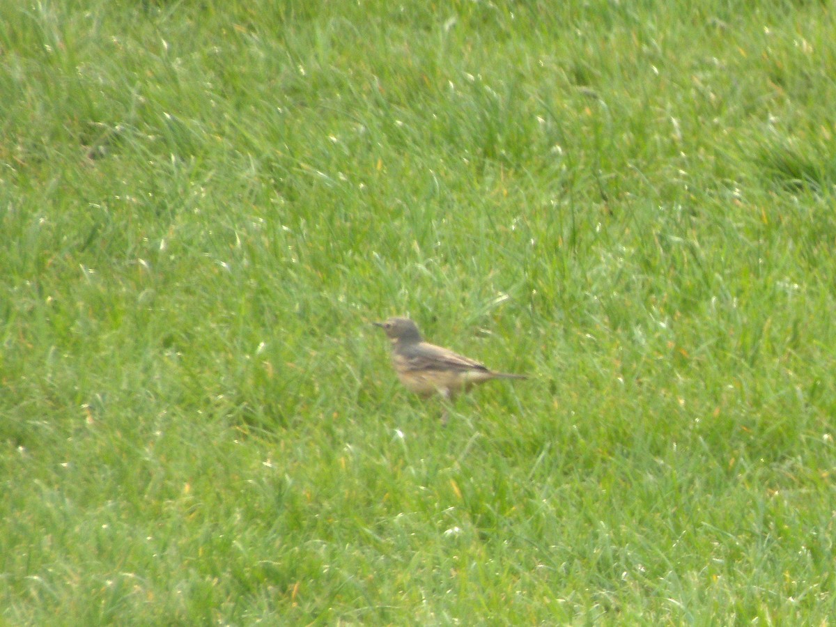 American Pipit - Ken Andrews