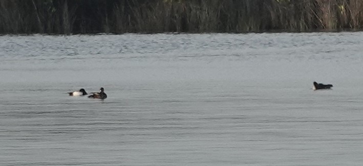 Lesser Scaup - John  Paalvast