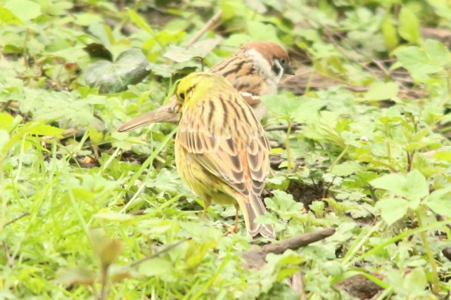 Eurasian Tree Sparrow - ML618089799