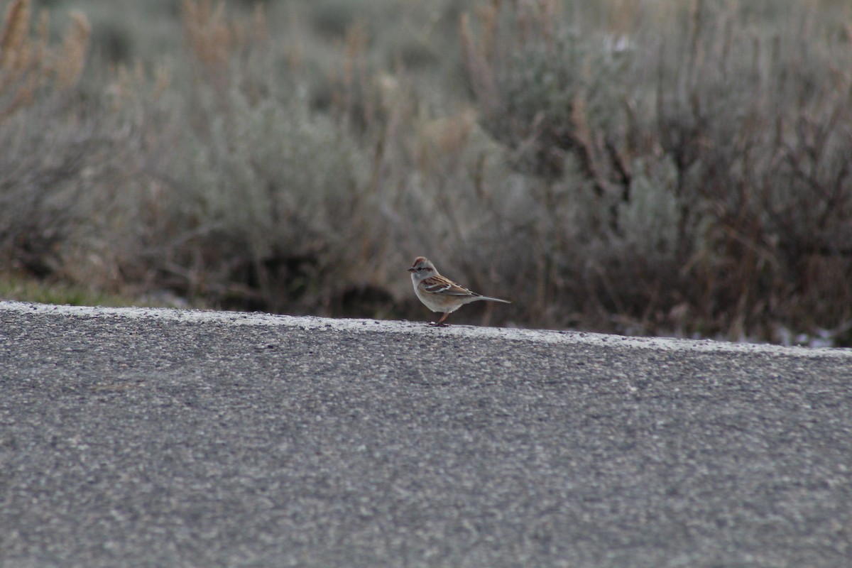 American Tree Sparrow - ML618089801