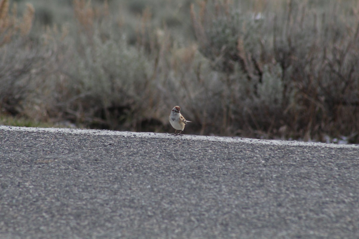 American Tree Sparrow - ML618089802