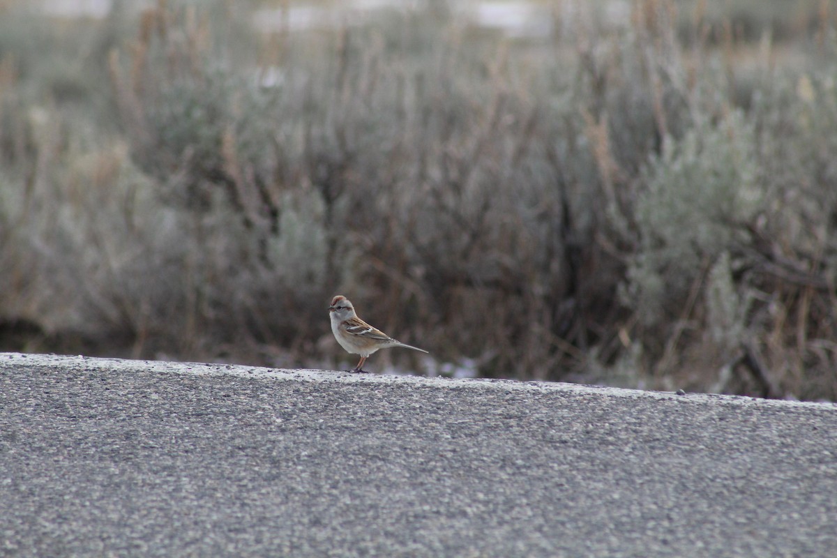 American Tree Sparrow - ML618089805