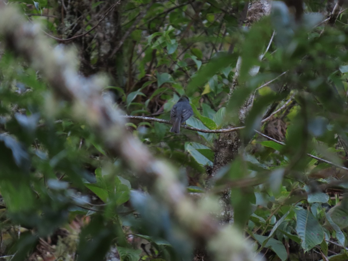 Smoke-colored Pewee - Cristian Cufiño