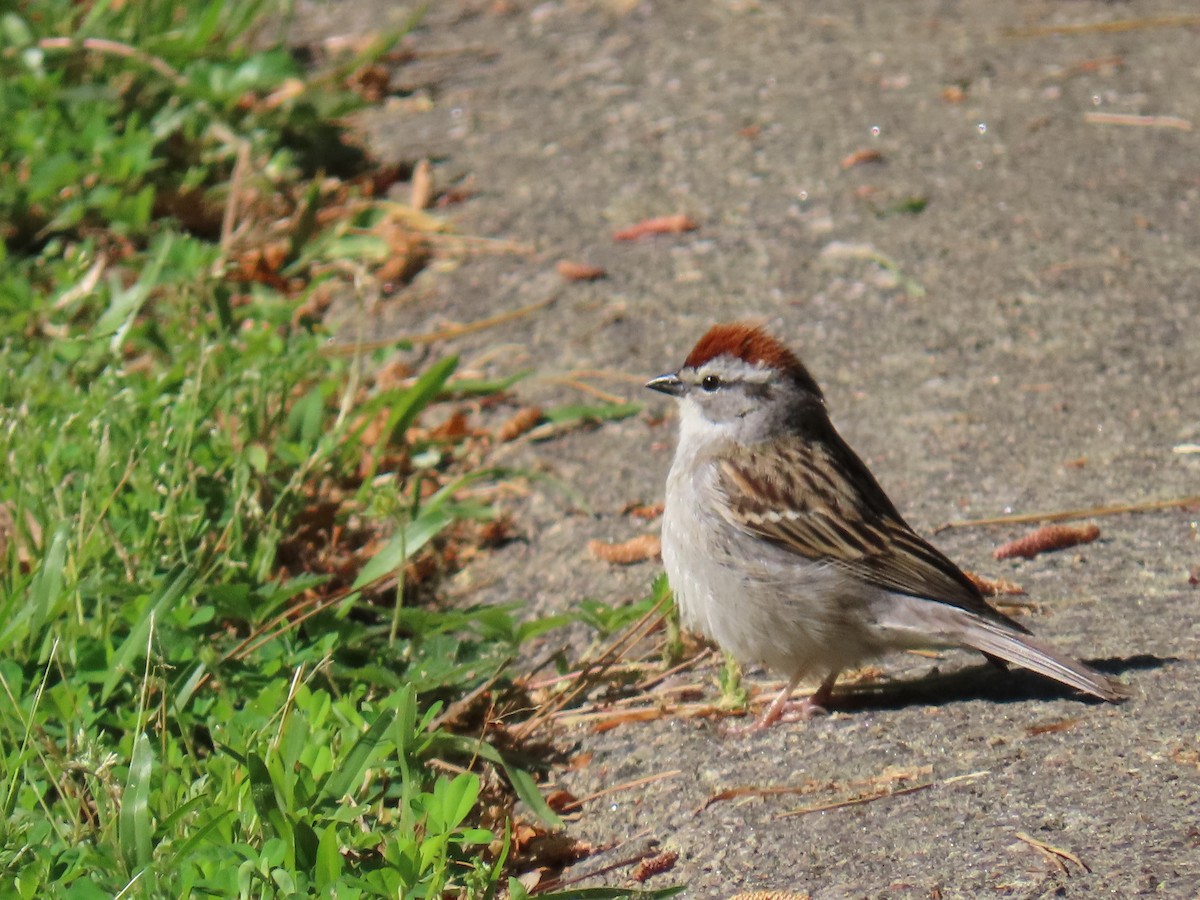 Chipping Sparrow - Linda Duncan