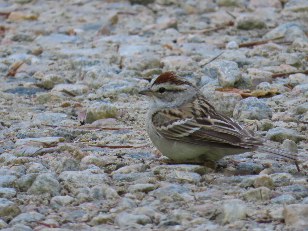 Chipping Sparrow - Linda Duncan