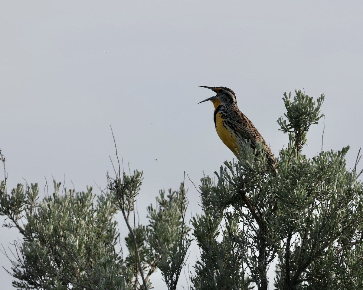 Western Meadowlark - Doug Cooper