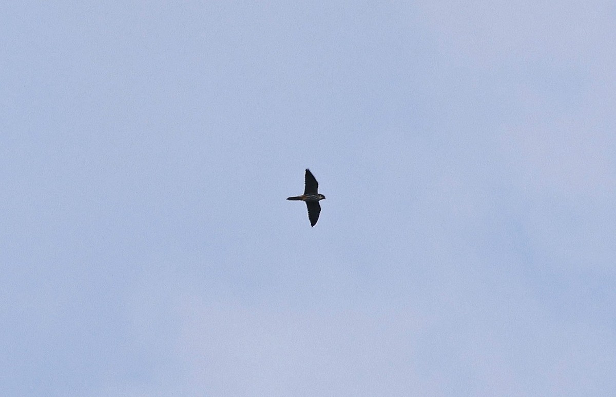 Eurasian Hobby - Paul Chapman