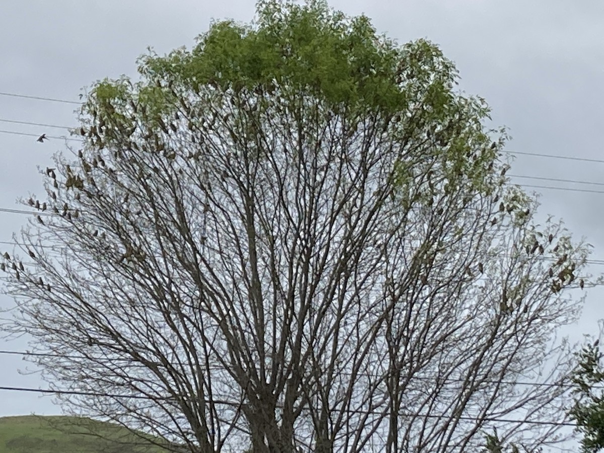 Cedar Waxwing - Theresa Call