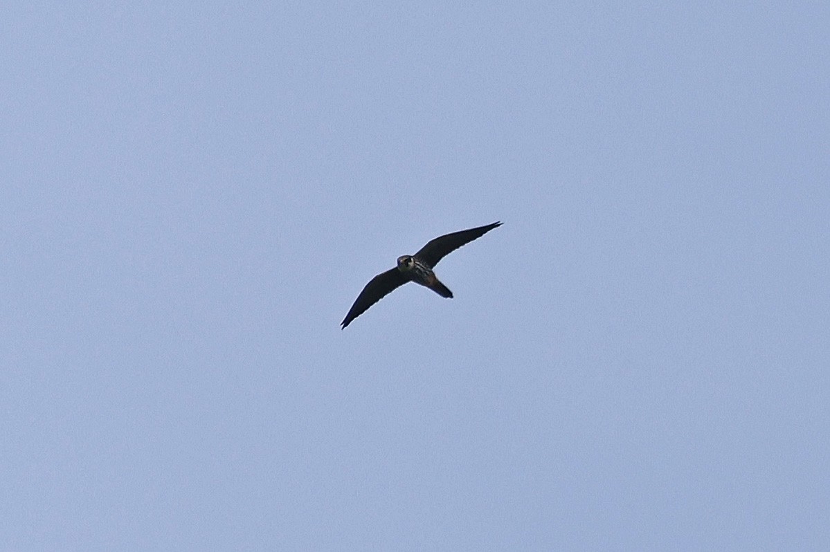 Eurasian Hobby - Paul Chapman