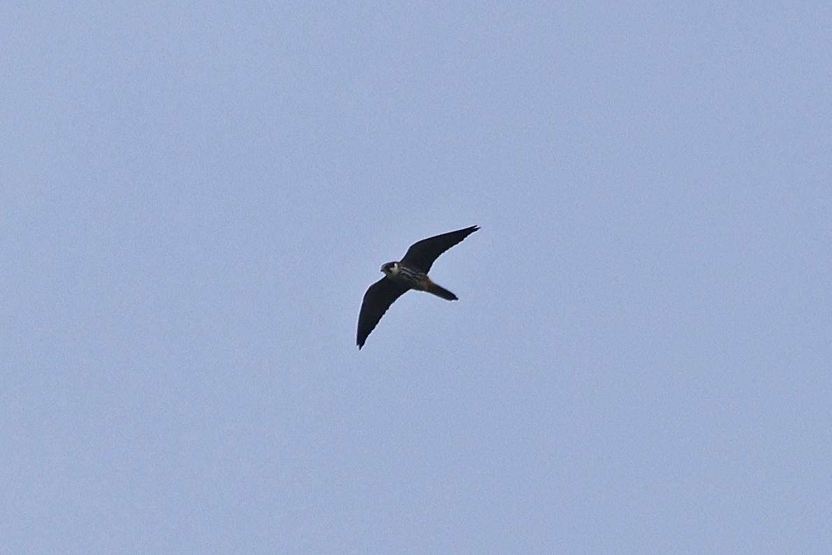 Eurasian Hobby - ML618089861