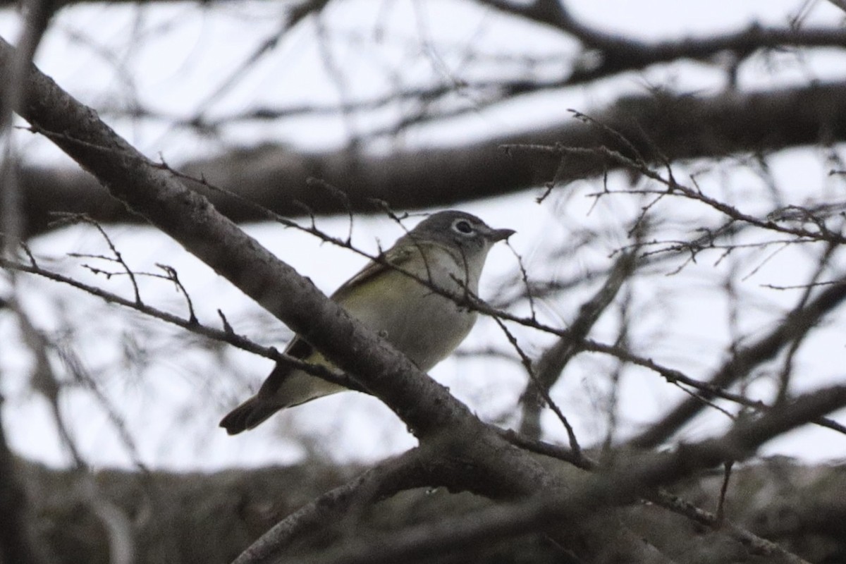 Blue-headed Vireo - Jason Milson