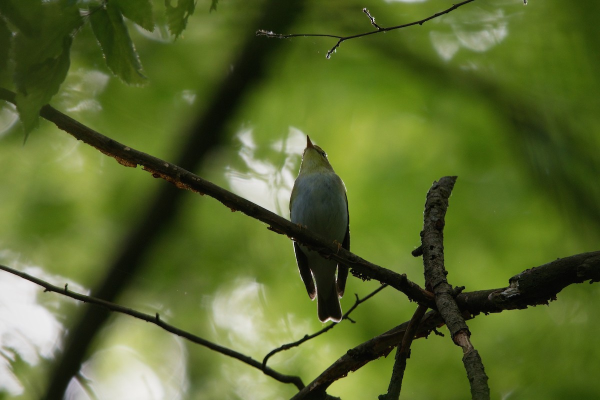 Wood Warbler - ML618089886