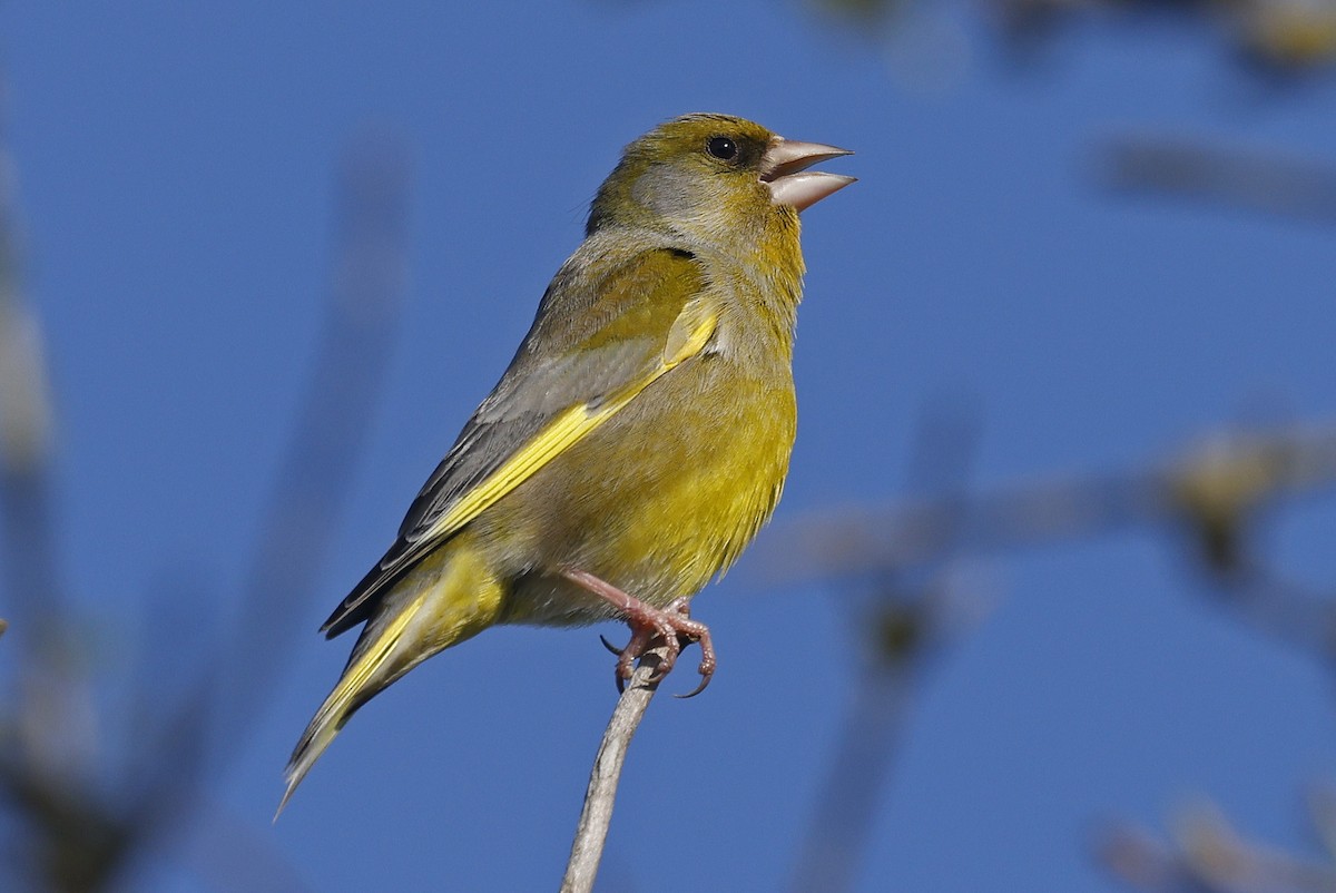 European Greenfinch - Paul Chapman