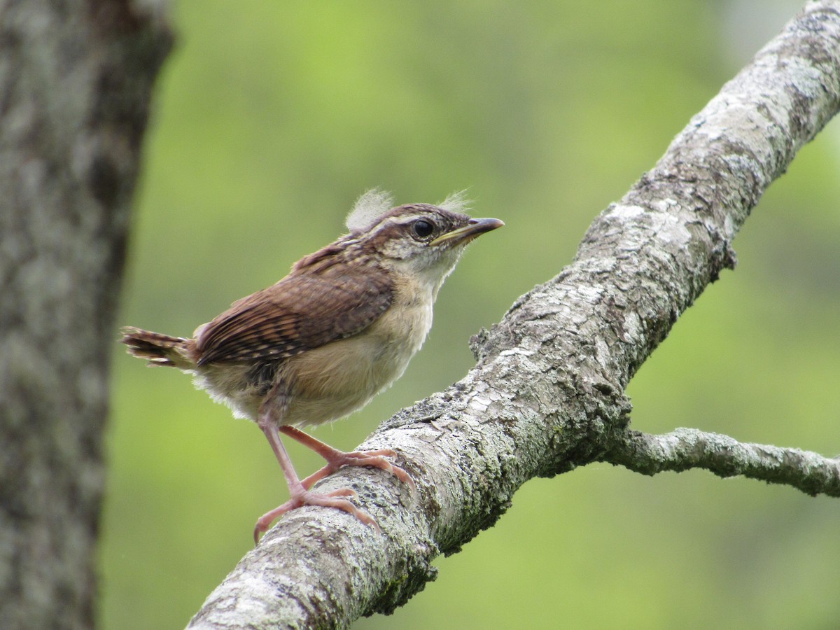 Carolina Wren - Timothy Blanchard