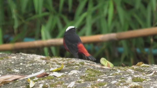 Халзан гал сүүлт - ML618089921