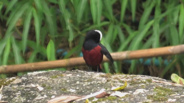 Халзан гал сүүлт - ML618089922