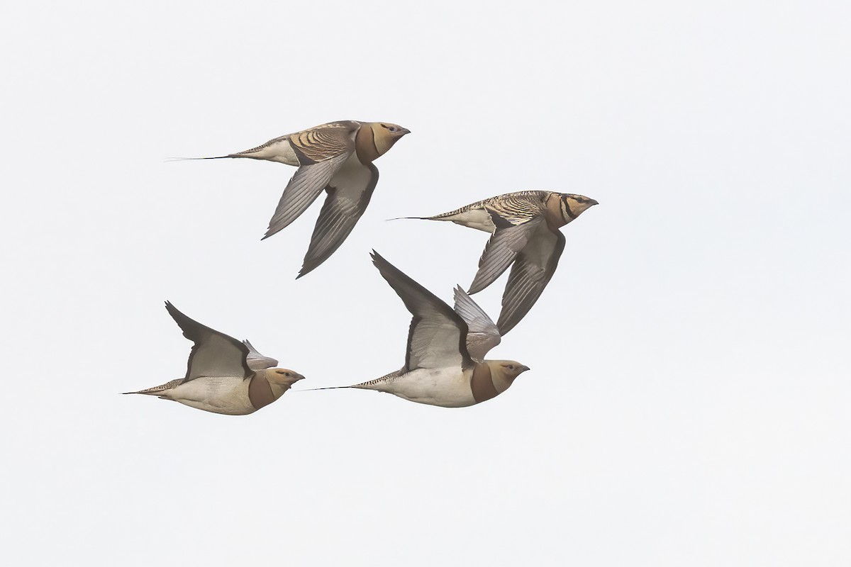 Pin-tailed Sandgrouse - ML618089931